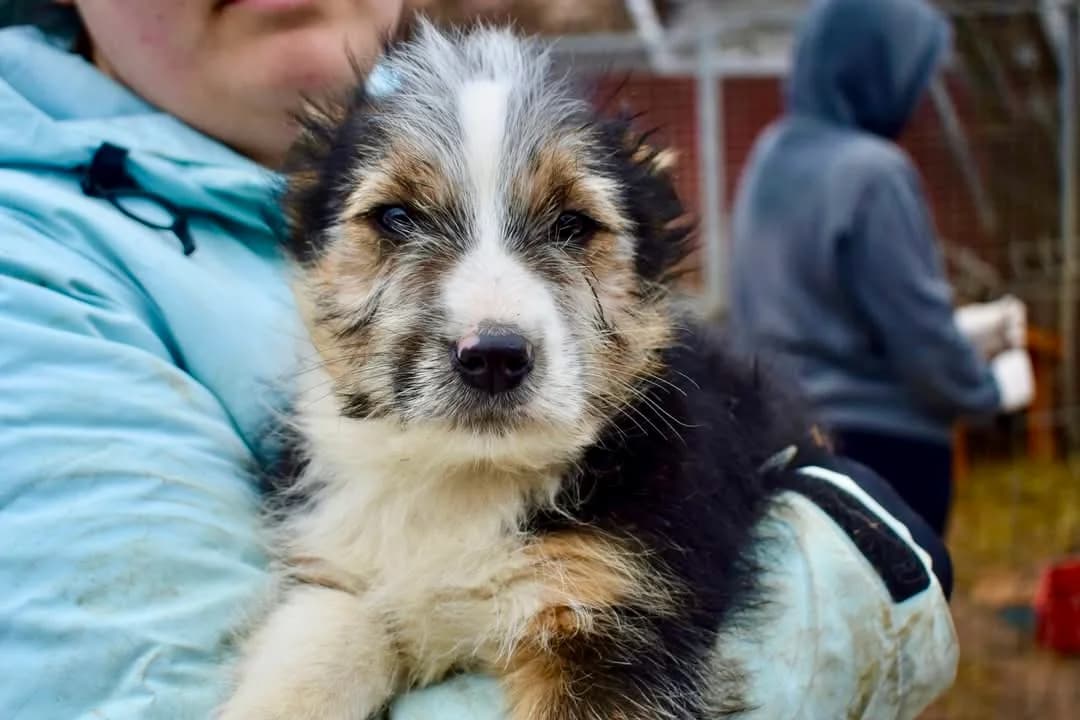 Sully, male puppy Mixed Breed for adoption at Ein Herz für Streuner e.V., München