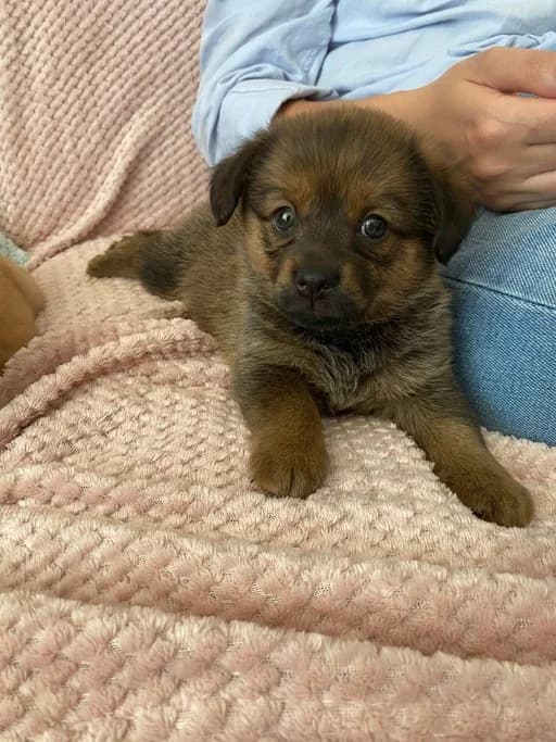Sulwe, female puppy Mixed Breed for adoption at Ein Herz für Streuner e.V., München