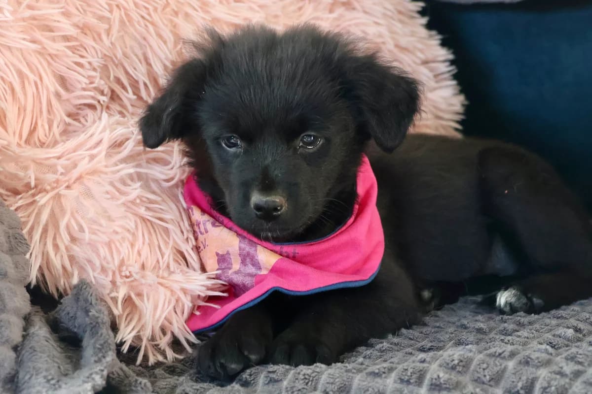 Summer, female puppy Mixed Breed for adoption at Ein Herz für Streuner e.V., München