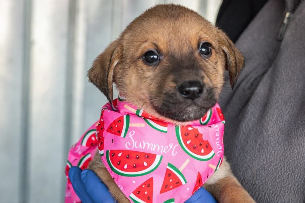 Summer, female puppy Mixed Breed for adoption at Ein Herz für Streuner e.V., München
