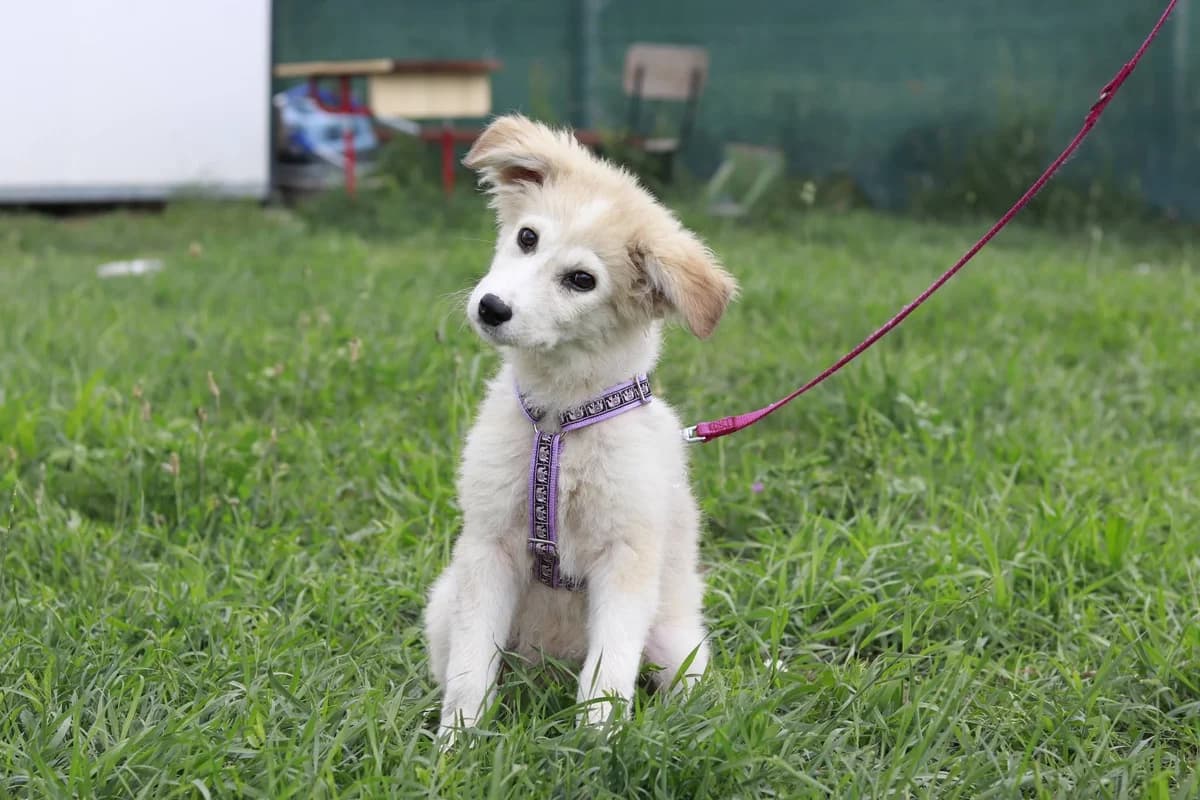 Summer, weiß female puppy Mixed Breed for adoption at Ein Herz für Streuner e.V., München