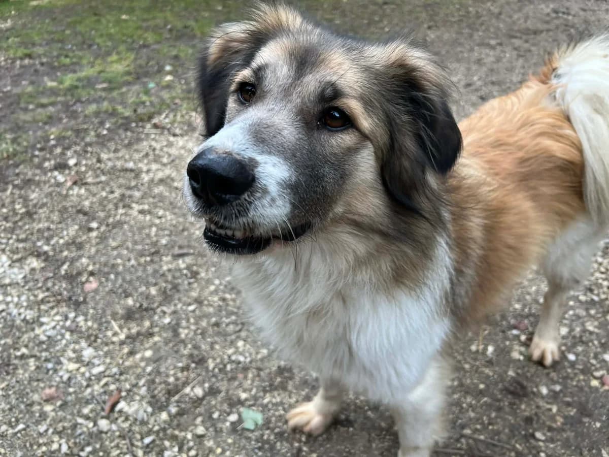 Sun, female 5yo Mixed Breed for adoption at Ein Herz für Streuner e.V., München