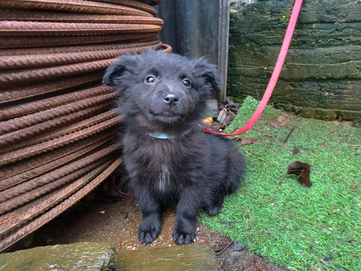 Suna, female puppy Mixed Breed for adoption at Ein Herz für Streuner e.V., München