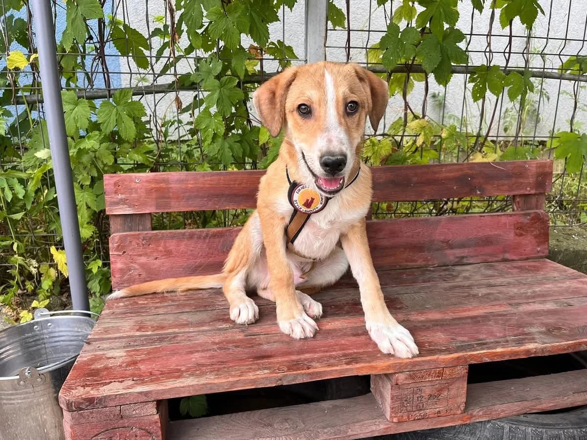 Suna, male young Mixed Breed for adoption at Ein Herz für Streuner e.V., München