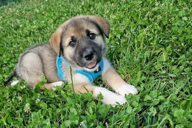 Suna, braun female puppy Mixed Breed for adoption at Ein Herz für Streuner e.V., München