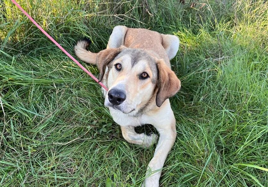 Sunday, female young Mixed Breed for adoption at Ein Herz für Streuner e.V., München