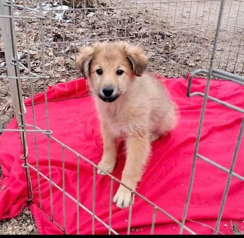 Sunlight, female puppy Mixed Breed for adoption at Ein Herz für Streuner e.V., München