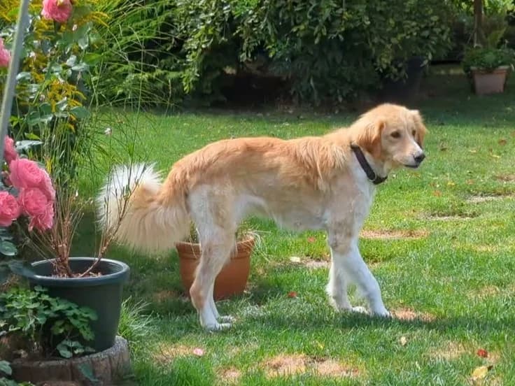 Sunna, female 7yo Mixed Breed for adoption at Ein Herz für Streuner e.V., München