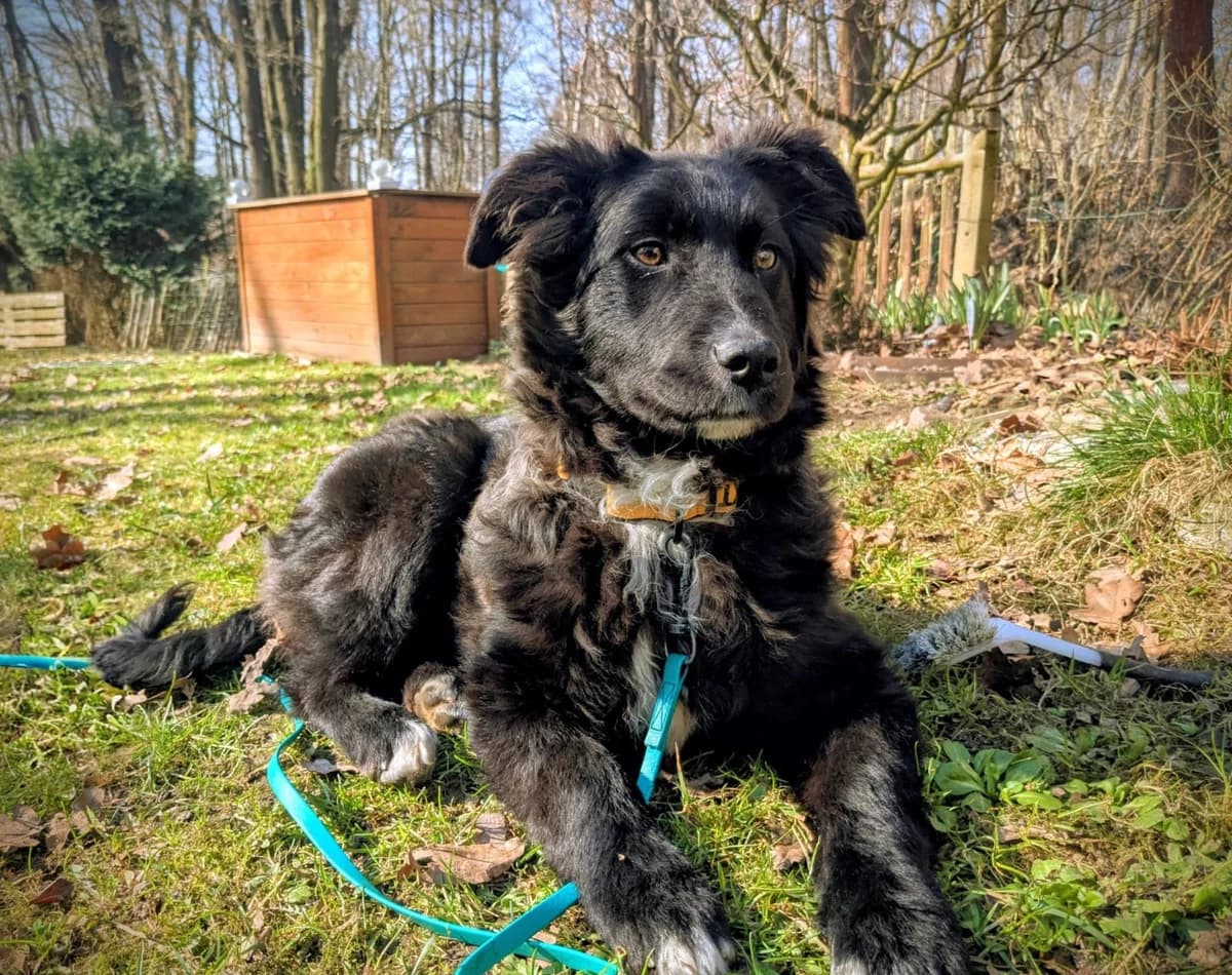 Sunna, weiß female puppy Mixed Breed for adoption at Ein Herz für Streuner e.V., München