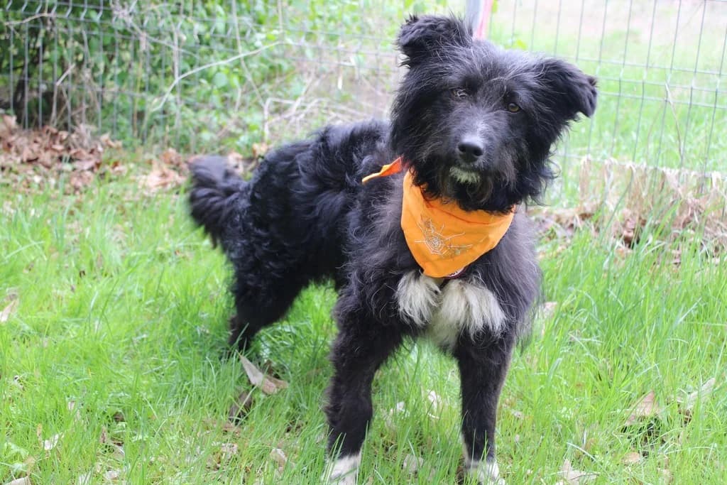 Sunny, female young Mixed Breed for adoption at Ein Herz für Streuner e.V., München