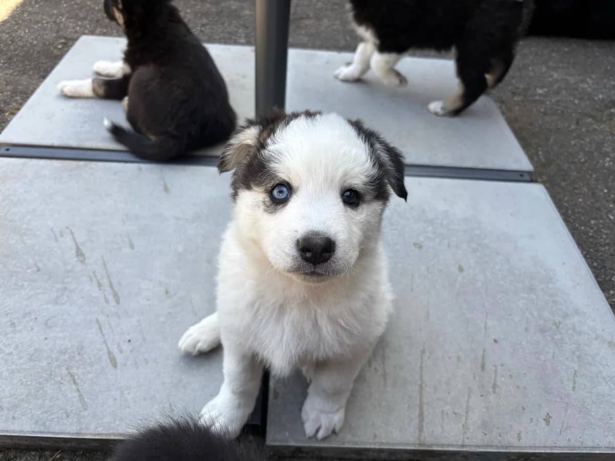 Sunny, male young Mixed Breed for adoption at Ein Herz für Streuner e.V., München