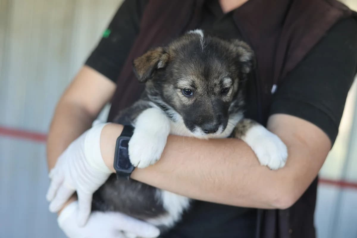 Suomi, female puppy Mixed Breed for adoption at Ein Herz für Streuner e.V., München