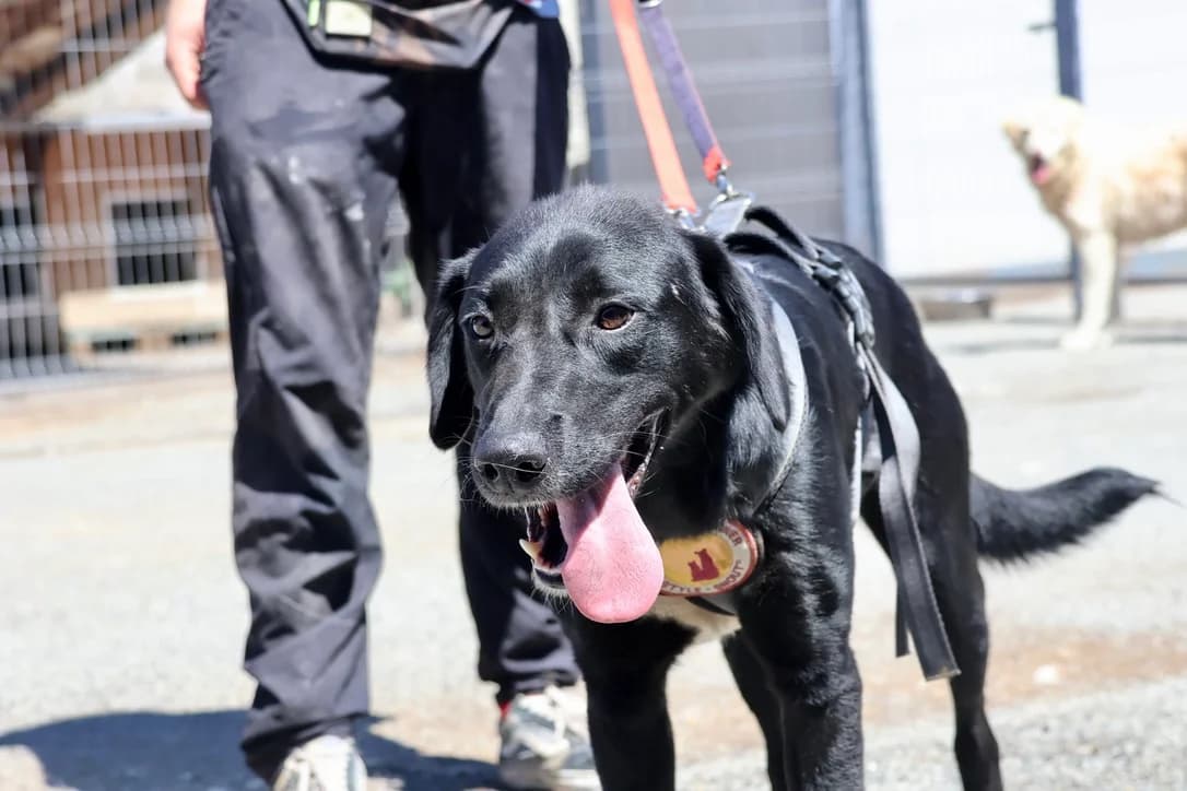 Suri, weiß female young Mixed Breed for adoption at Ein Herz für Streuner e.V., München
