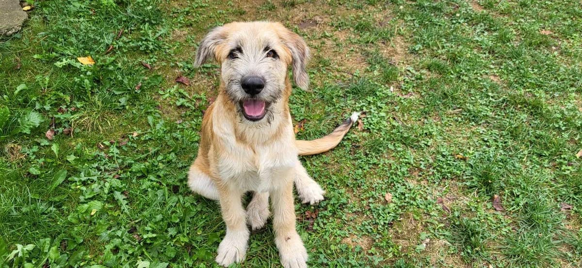 Suri, female puppy Mixed Breed for adoption at Ein Herz für Streuner e.V., München