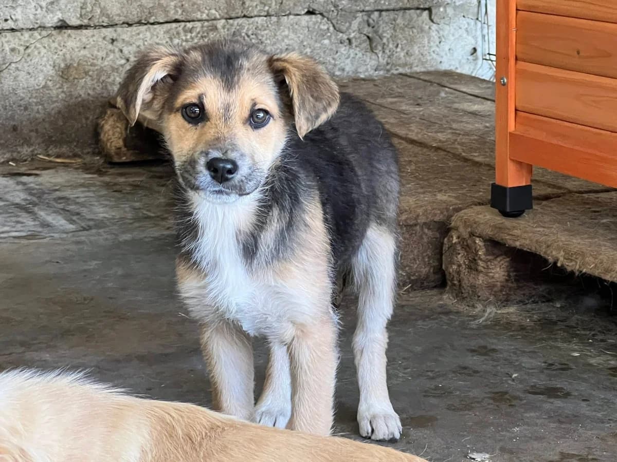 Suri, female puppy Mixed Breed for adoption at Ein Herz für Streuner e.V., München