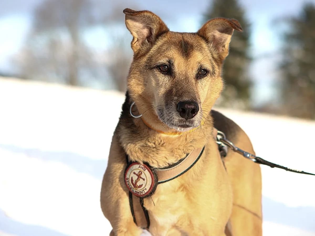 Susa, female senior Mixed Breed for adoption at Ein Herz für Streuner e.V., München