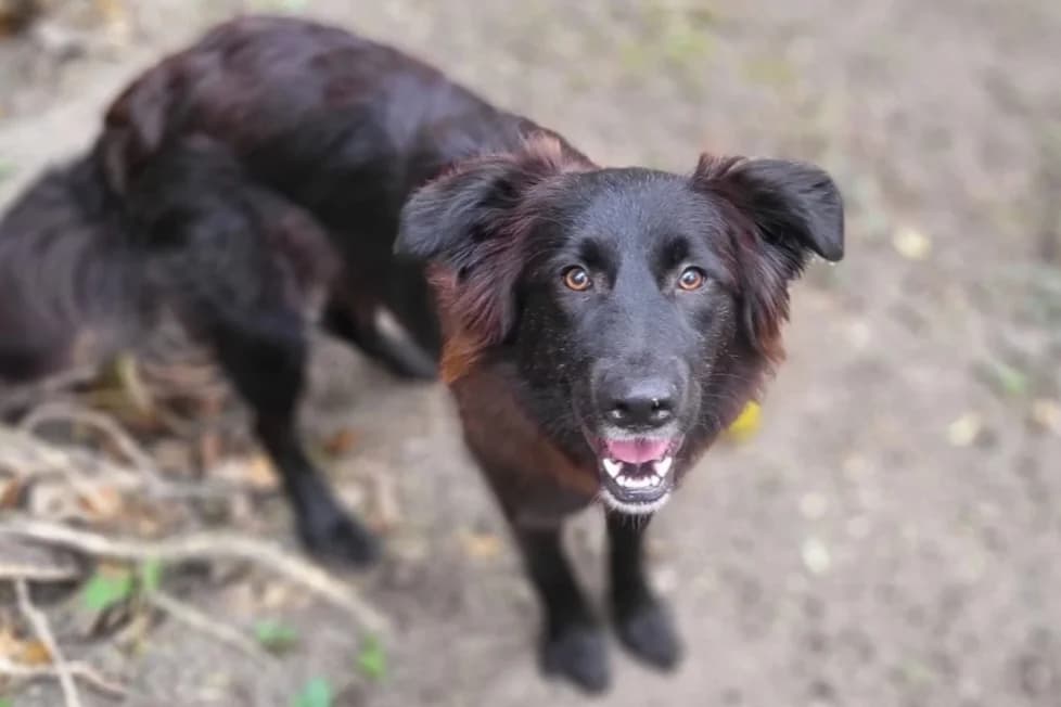 Suse, weiß female puppy Mixed Breed for adoption at Ein Herz für Streuner e.V., München