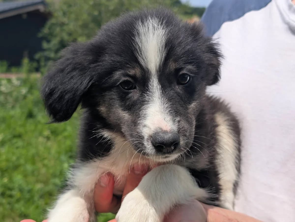Suse, weiß female puppy Mixed Breed for adoption at Ein Herz für Streuner e.V., München