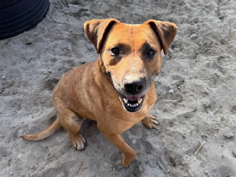 Susi, female 6yo Mixed Breed for adoption at Ein Herz für Streuner e.V., München