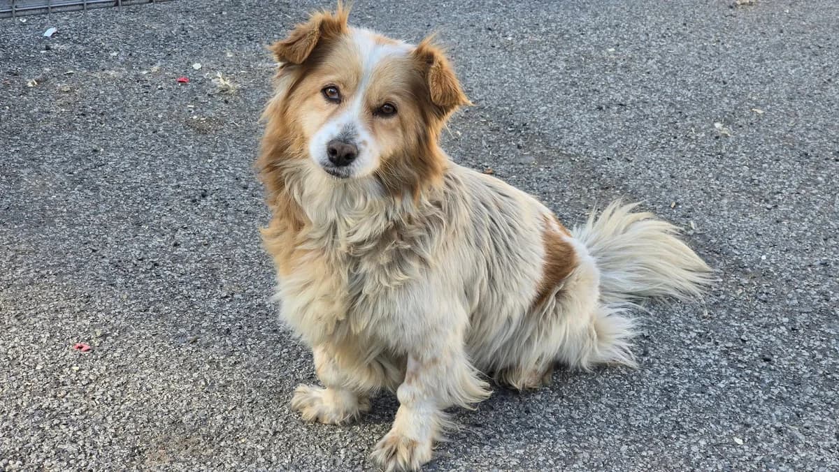Susi, female 6yo Mixed Breed for adoption at Ein Herz für Streuner e.V., München