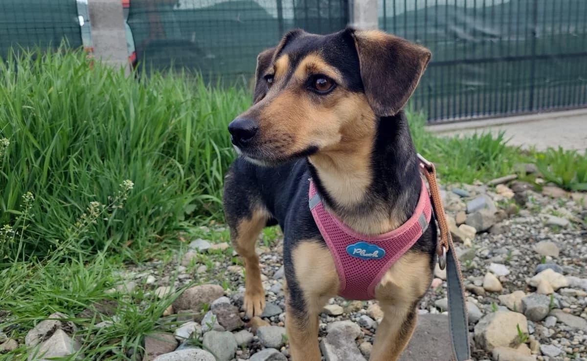 Susi, female 5yo Mixed Breed for adoption at Ein Herz für Streuner e.V., München