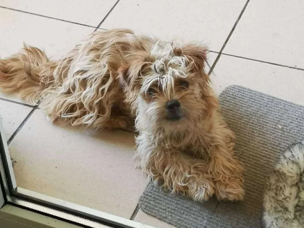 Susi, Mixed Breed for adoption at Ein Herz für Streuner e.V., München