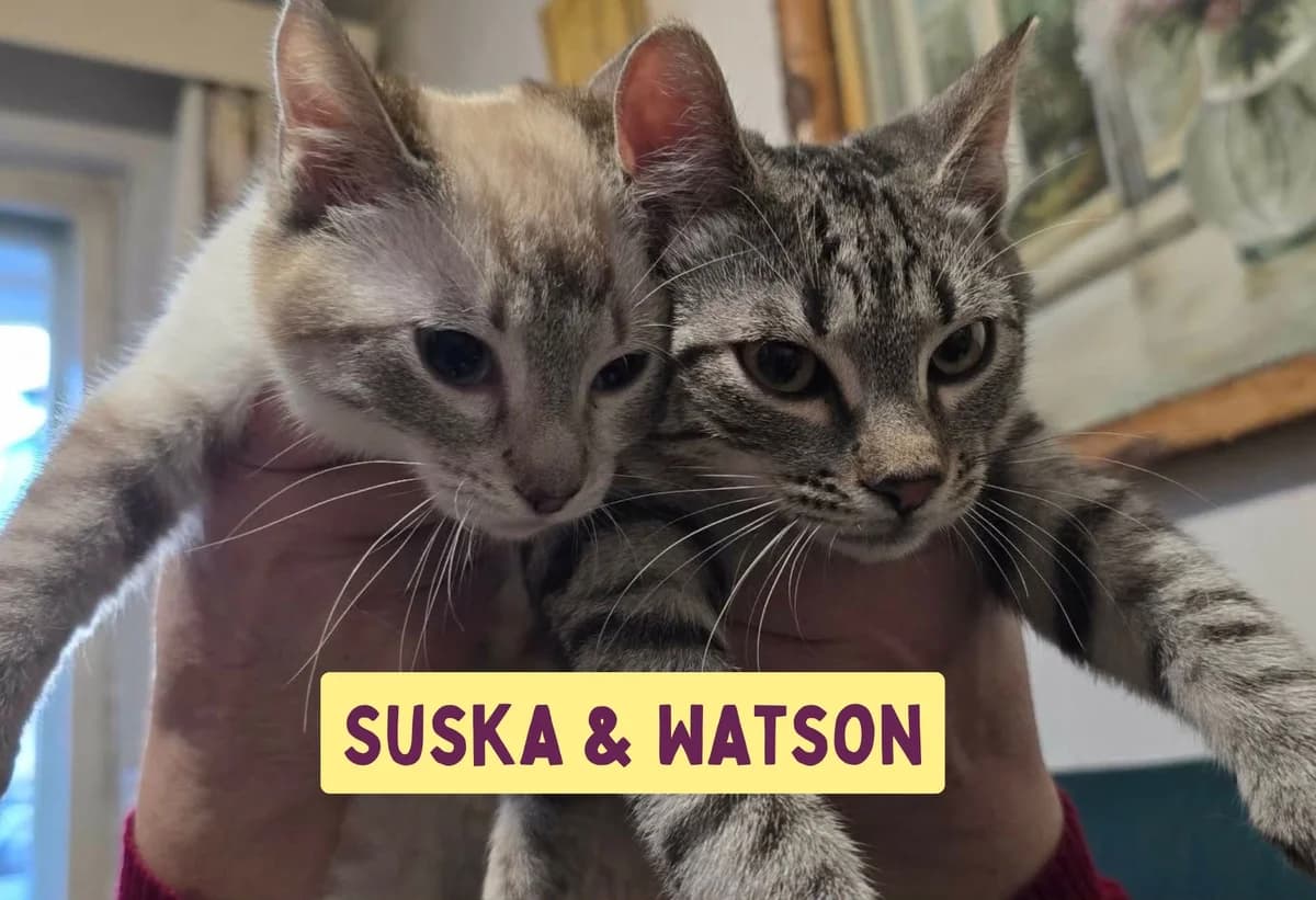 Suska&Watson, female puppy Mixed Breed for adoption at Ein Herz für Streuner e.V., München