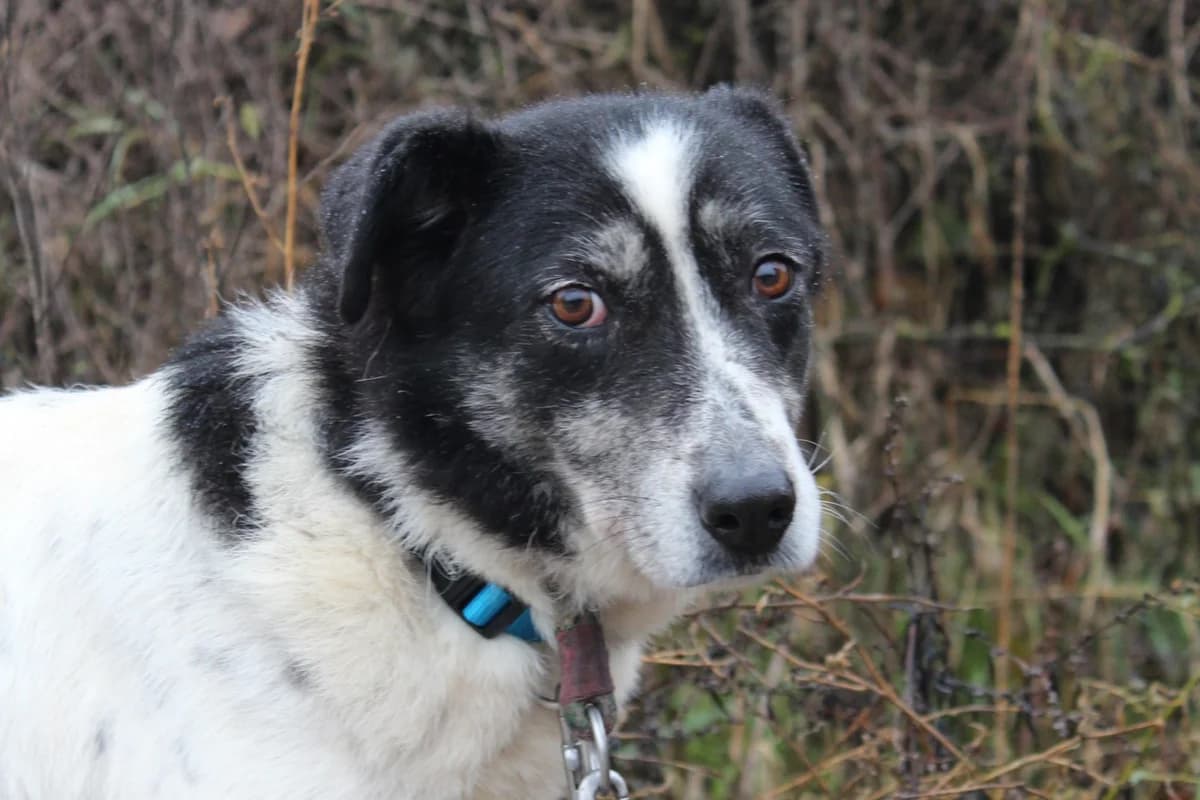 Susu, female 7yo Mixed Breed for adoption at Ein Herz für Streuner e.V., München