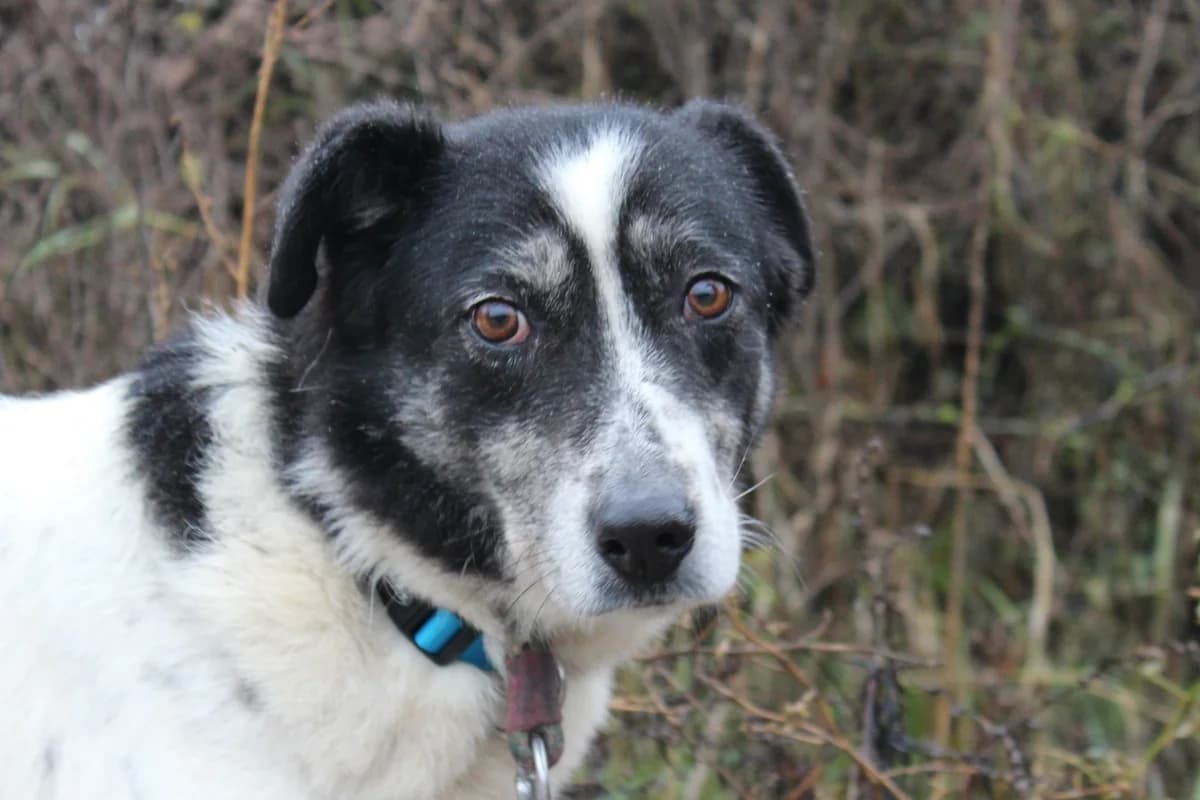 Susu, female 7yo Mixed Breed for adoption at Ein Herz für Streuner e.V., München