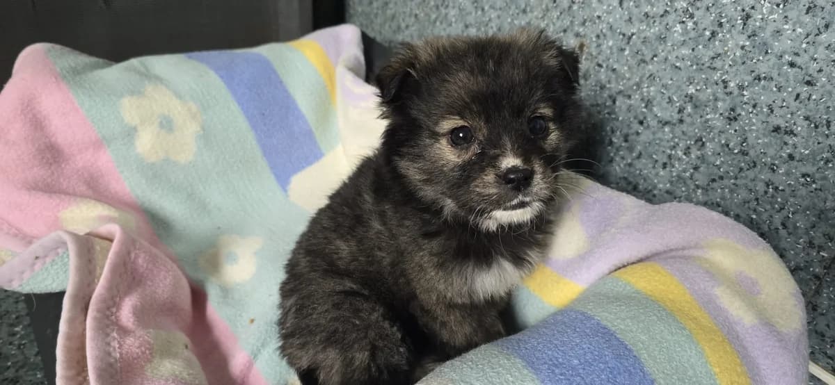 Susy, female puppy Mixed Breed for adoption at Ein Herz für Streuner e.V., München