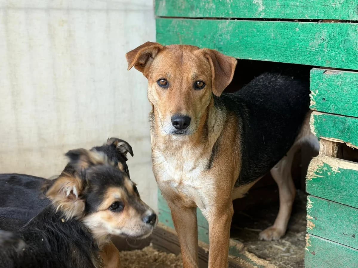 Suvi, female 3yo Mixed Breed for adoption at Ein Herz für Streuner e.V., München