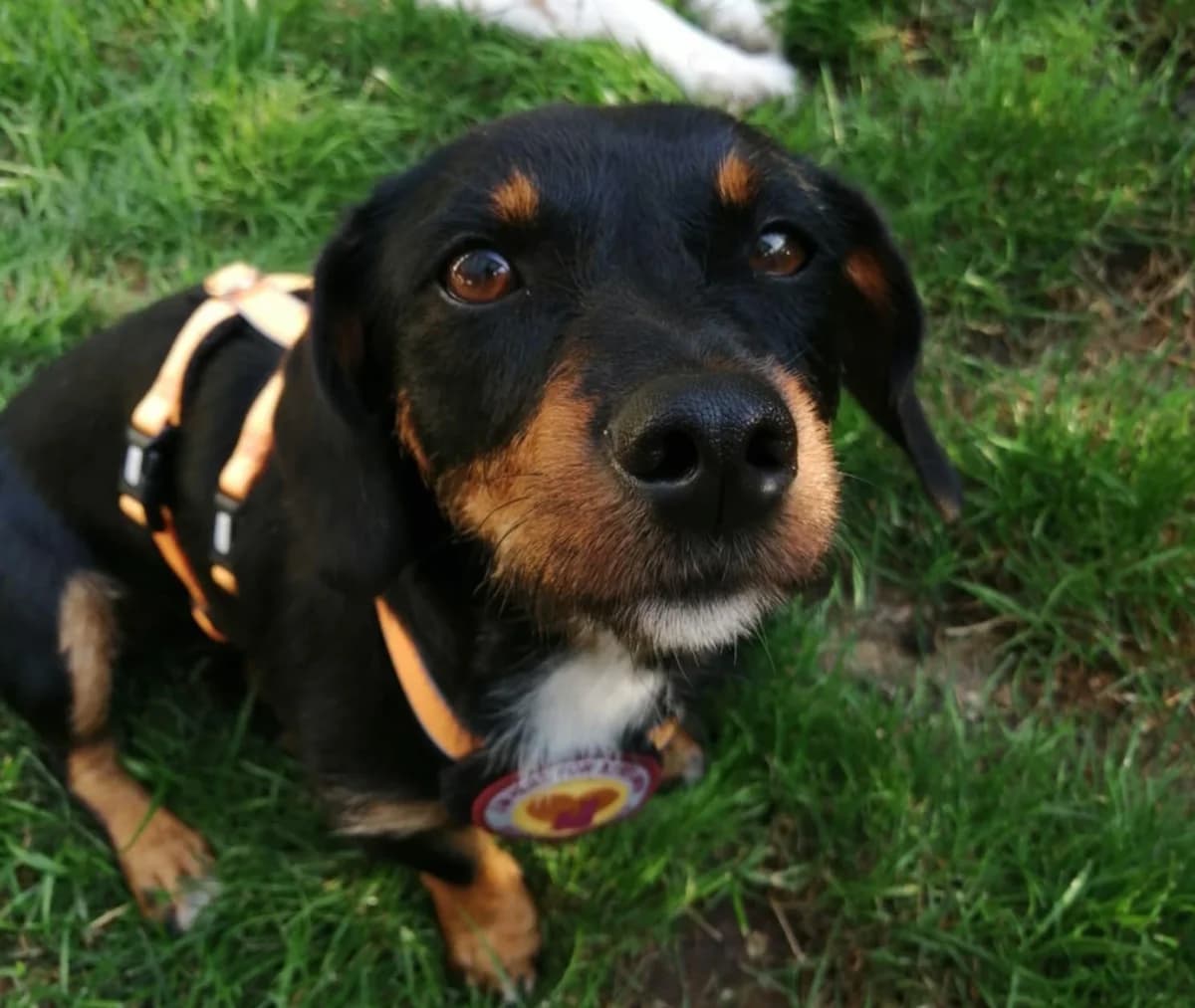 Suvi, puppy Mixed Breed for adoption at Ein Herz für Streuner e.V., München