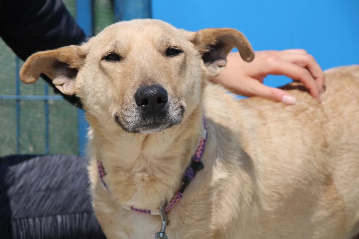 Suza, female senior Mixed Breed for adoption at Ein Herz für Streuner e.V., München
