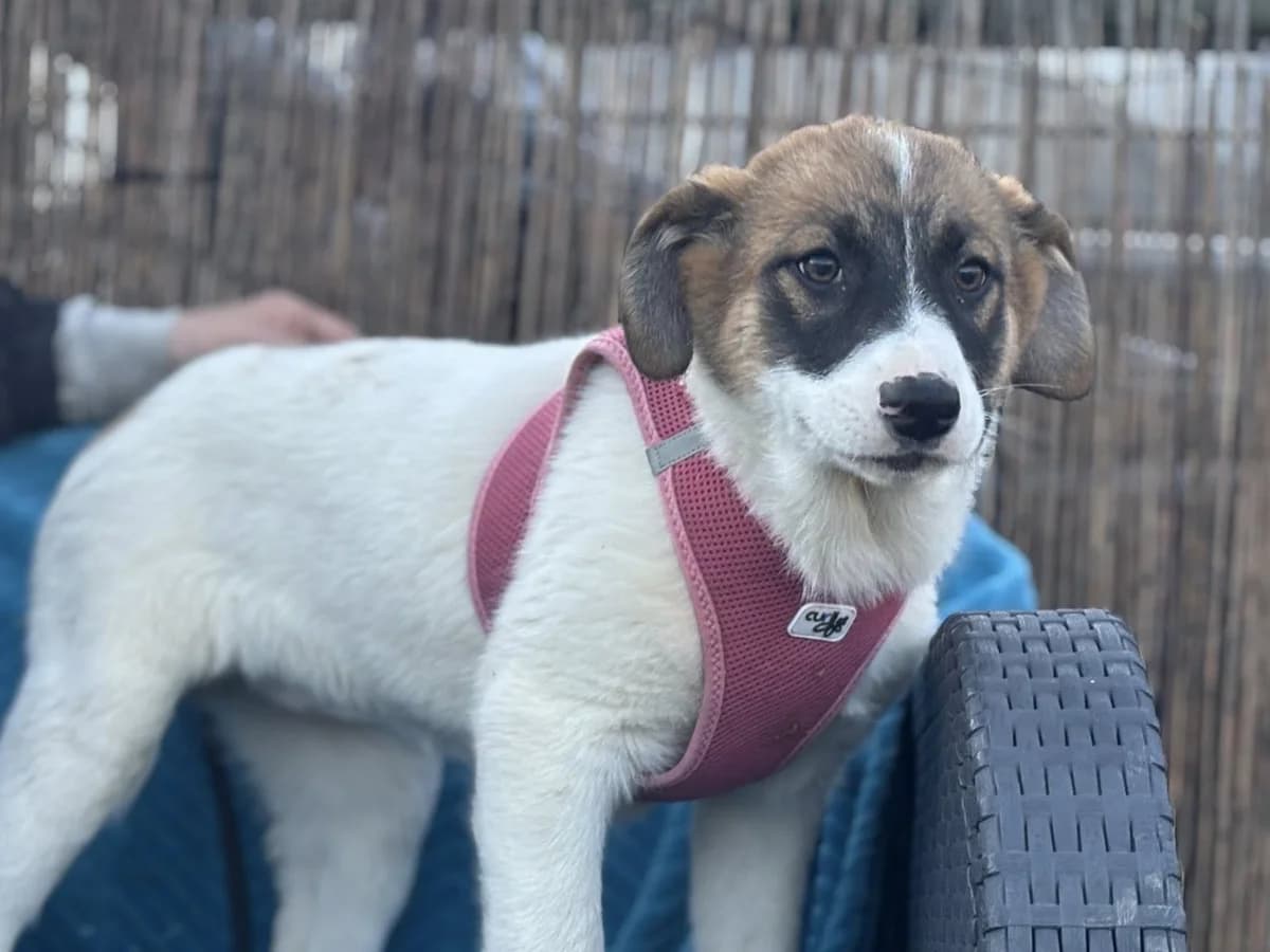 Suza, female puppy Mixed Breed for adoption at Ein Herz für Streuner e.V., München