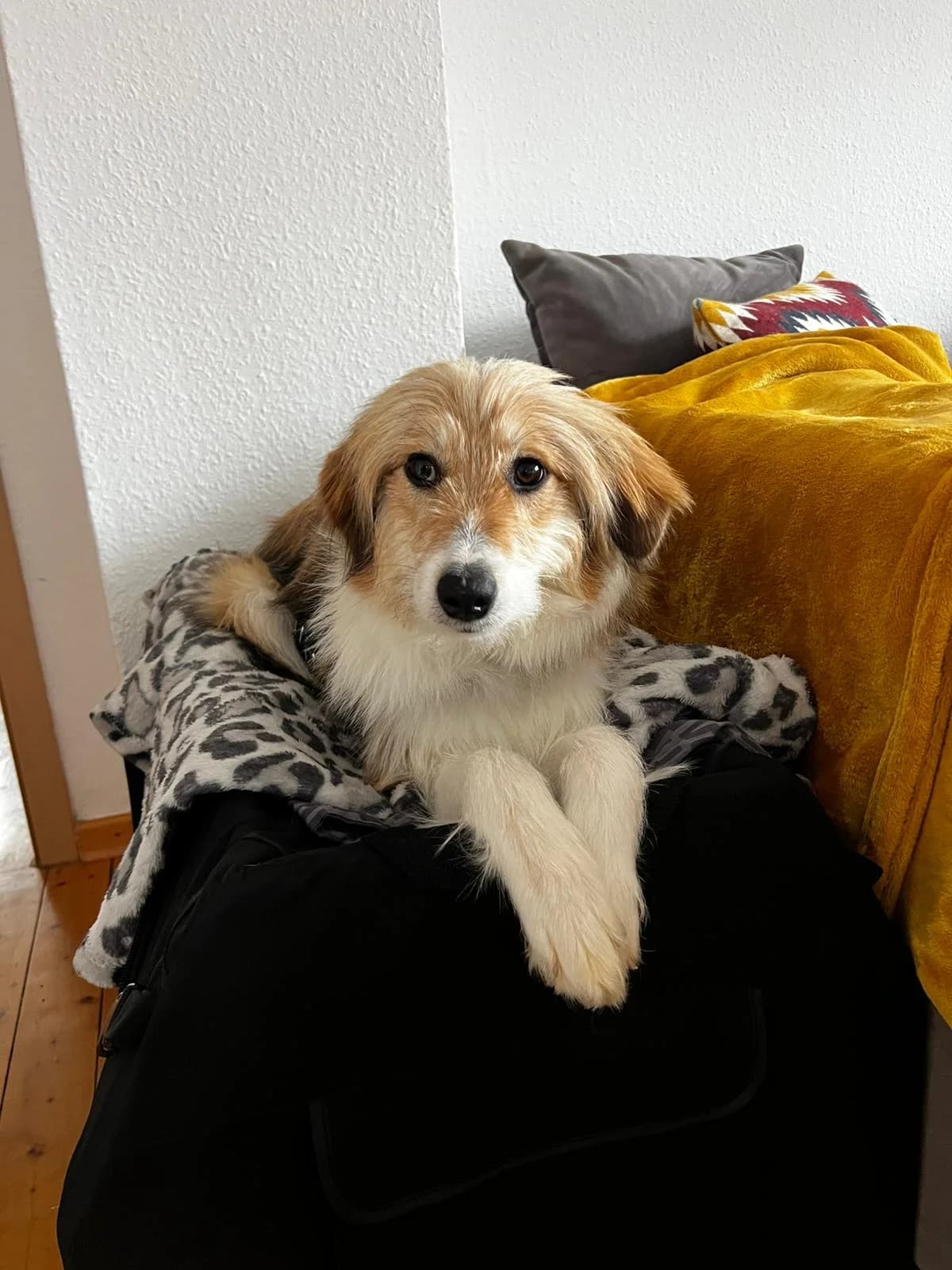 Suzi, female puppy Mixed Breed for adoption at Ein Herz für Streuner e.V., München