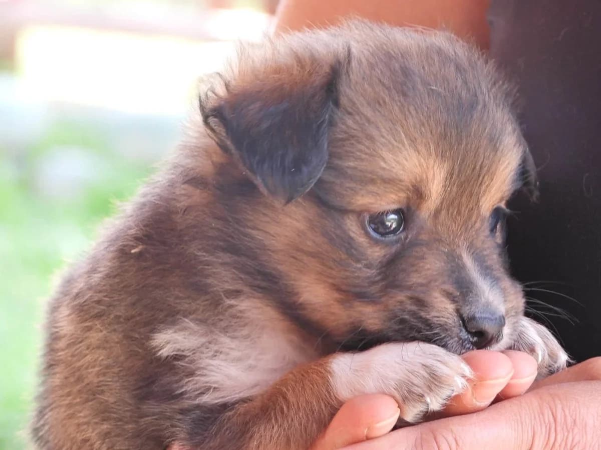 Suzie, female puppy Mixed Breed for adoption at Ein Herz für Streuner e.V., München