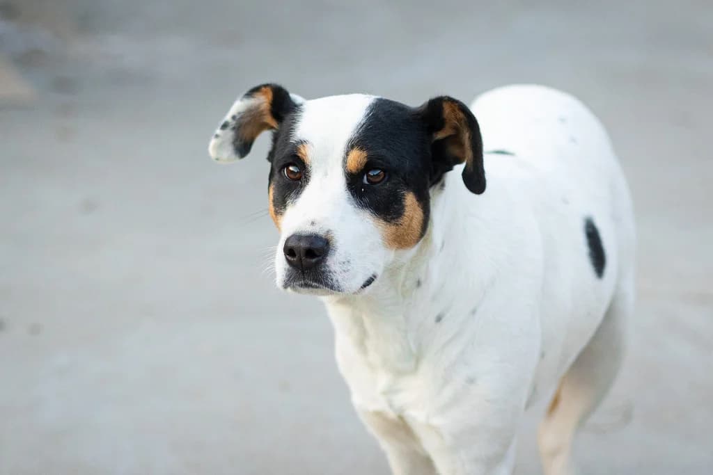 Svea, female young Mixed Breed for adoption at Ein Herz für Streuner e.V., München