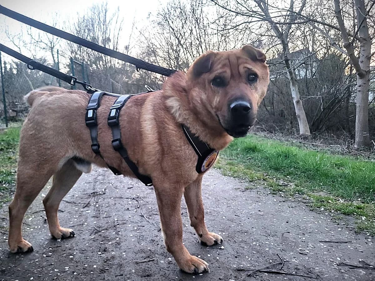 Sven, male 5yo Mixed Breed for adoption at Ein Herz für Streuner e.V., München