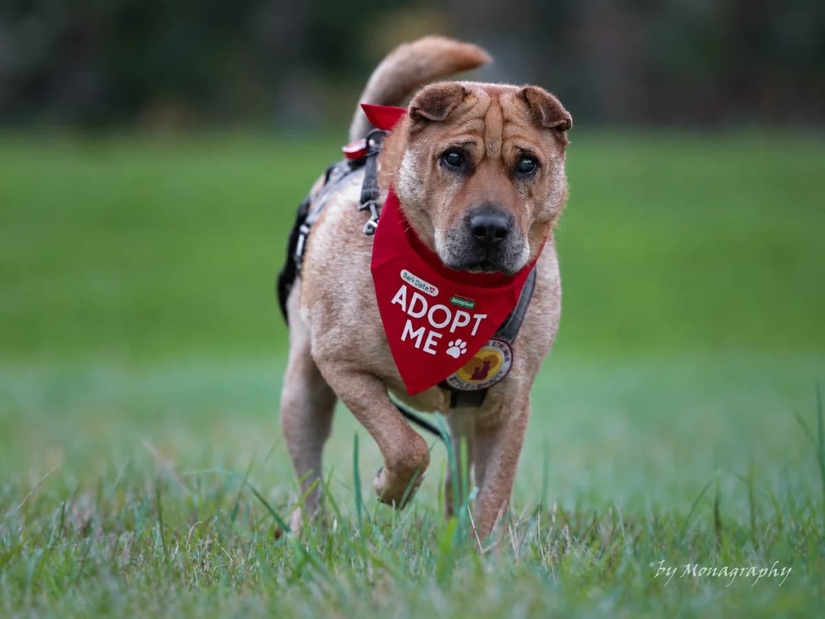 Sven, male 7yo Mixed Breed for adoption at Ein Herz für Streuner e.V., München
