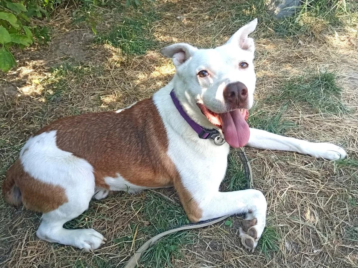 Svend, male 5yo Mixed Breed for adoption at Ein Herz für Streuner e.V., München