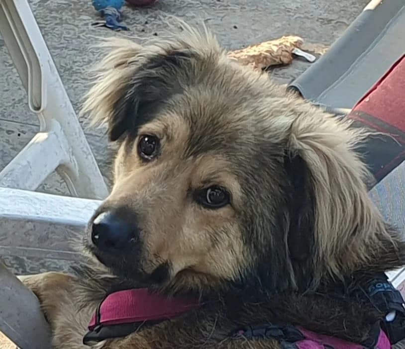 Svenson, male 5yo Mixed Breed for adoption at Ein Herz für Streuner e.V., München