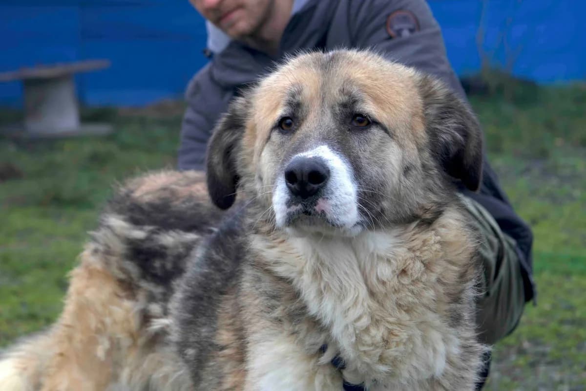 Swantje, weiß female 4yo Mixed Breed for adoption at Ein Herz für Streuner e.V., München