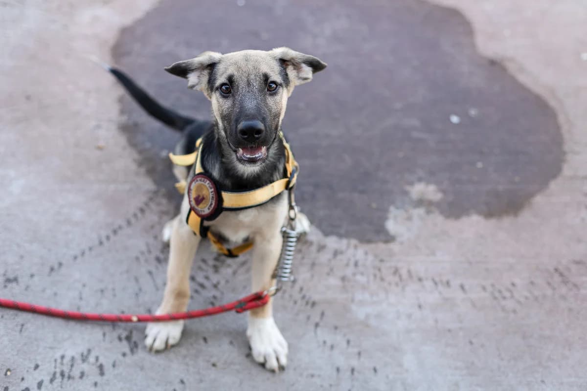 Swayze, grau male puppy Mixed Breed for adoption at Ein Herz für Streuner e.V., München