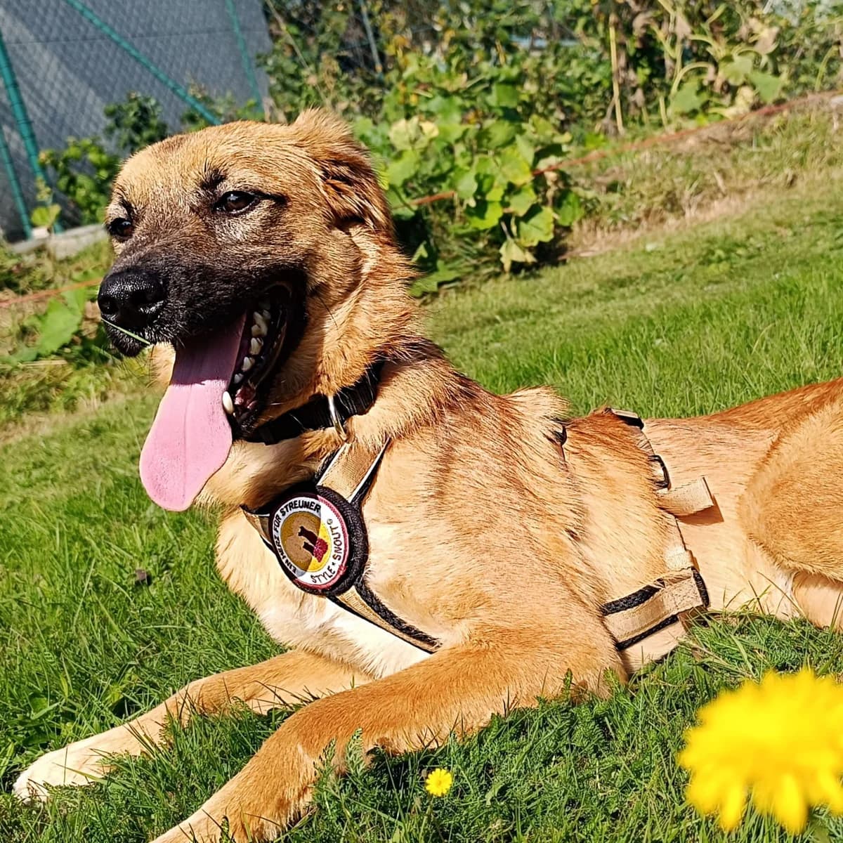 Sweo, male young Mixed Breed for adoption at Ein Herz für Streuner e.V., München