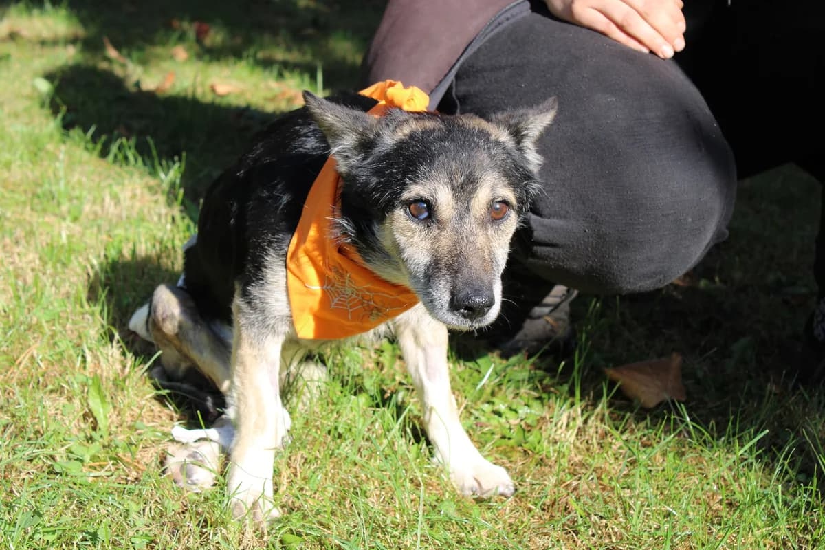 Sweeney, male 3yo Mixed Breed for adoption at Ein Herz für Streuner e.V., München