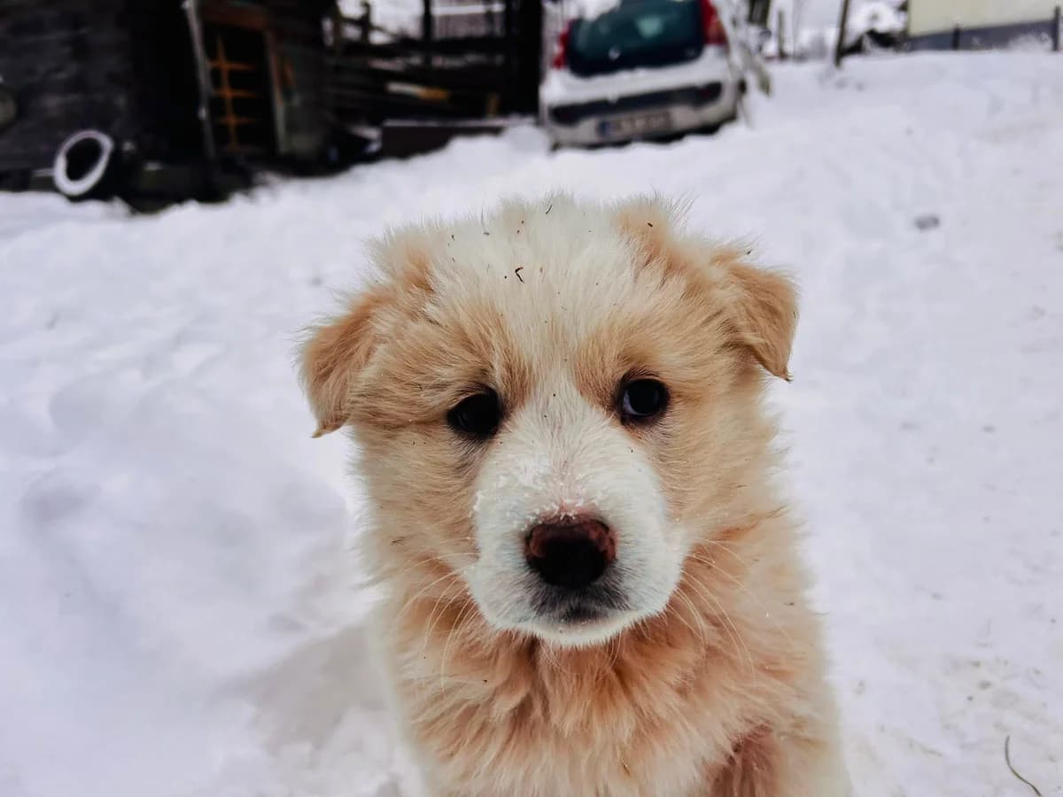 Sweetie, puppy Mixed Breed for adoption at Ein Herz für Streuner e.V., München