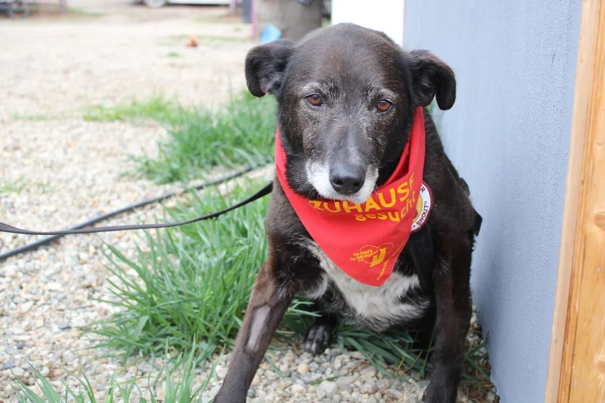 Sweetie, female senior Mixed Breed for adoption at Ein Herz für Streuner e.V., München