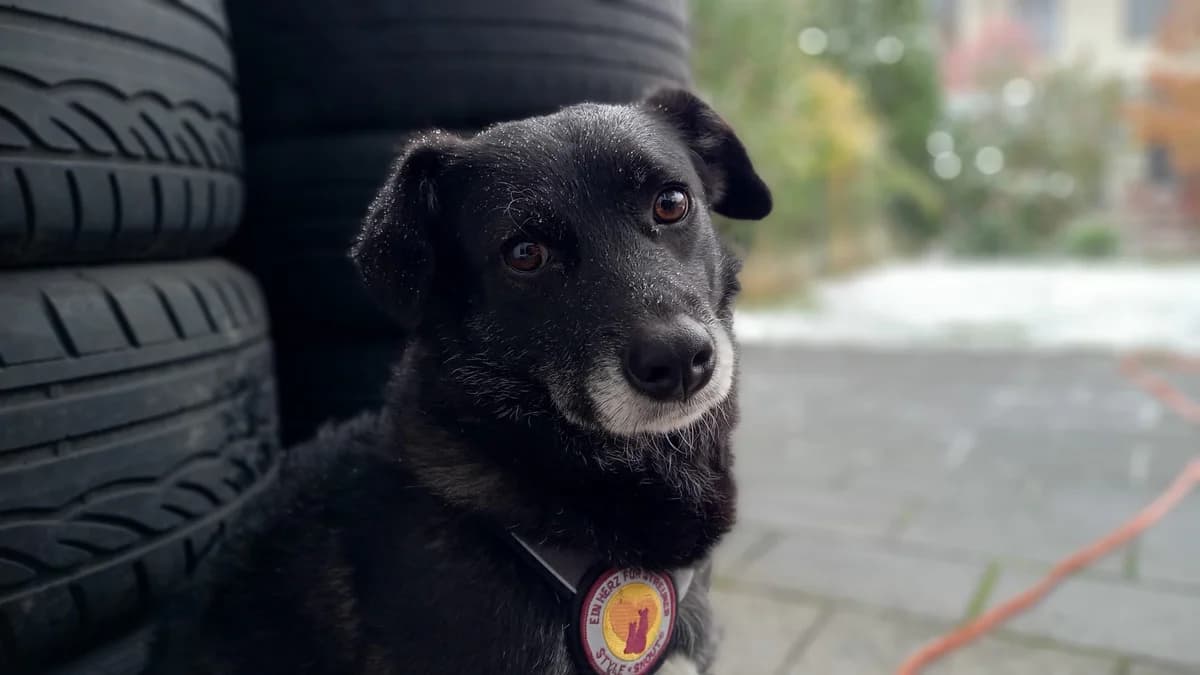 Sweet Pea, female young Mixed Breed for adoption at Ein Herz für Streuner e.V., München