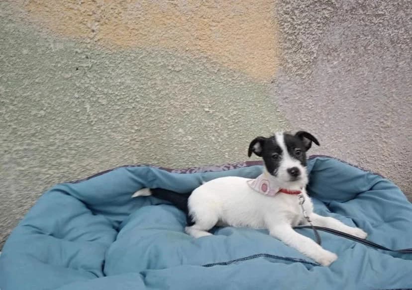 Sweety, puppy Mixed Breed for adoption at Ein Herz für Streuner e.V., München