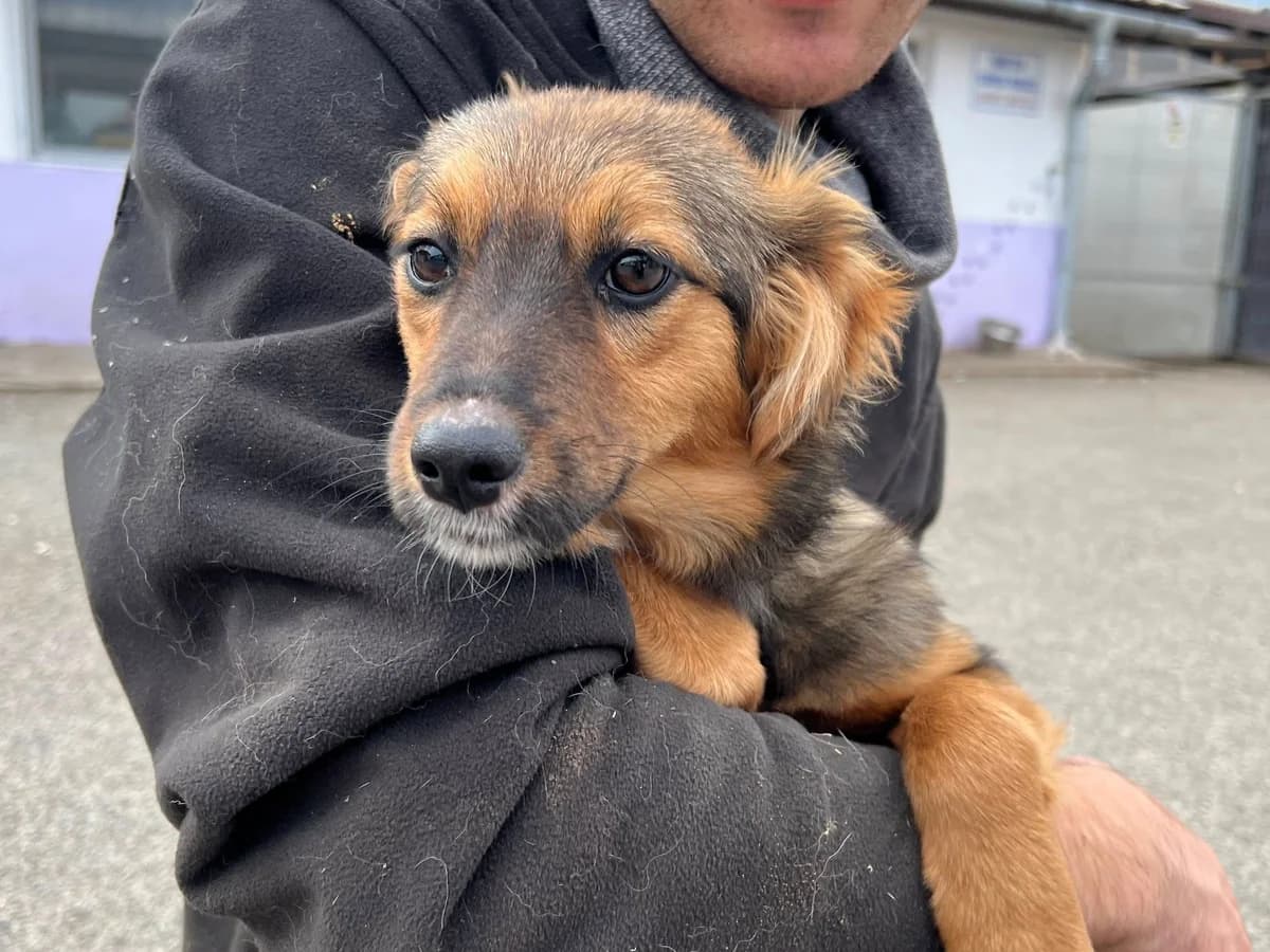 Sweety, braun female puppy Mixed Breed for adoption at Ein Herz für Streuner e.V., München